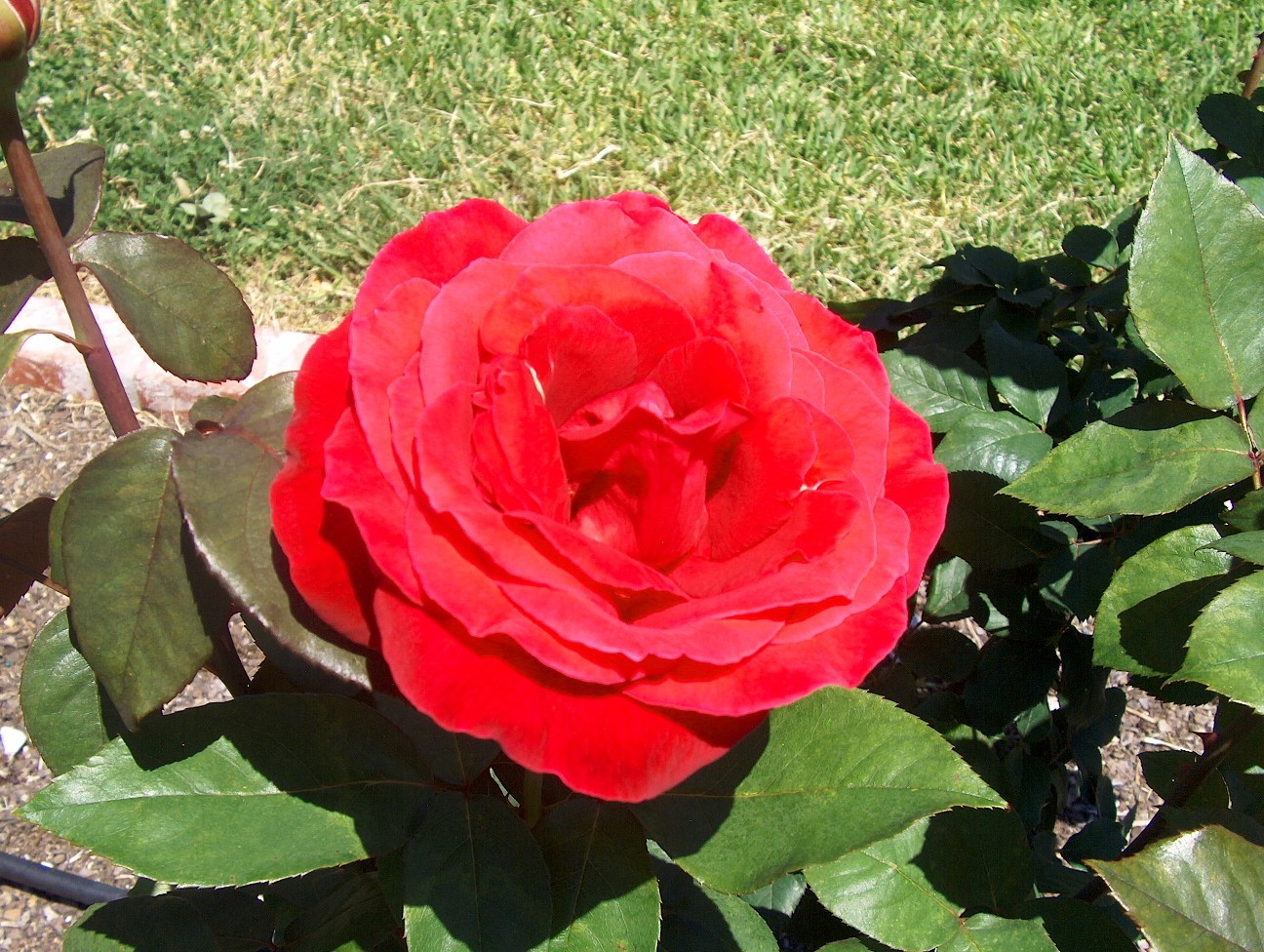 Online Plant Guide Rosa 
